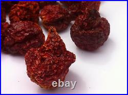 Carolina Reaper Dry Chilli Pods The Hot Pepper Company