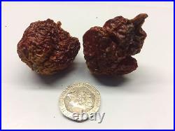 Carolina Reaper Dry Chilli Pods The Hot Pepper Company