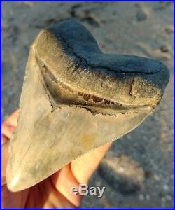 Huge 4.70 MEGALODON Shark Tooth Sharp All Natural Coastal United States