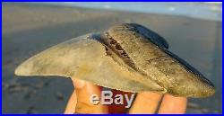 Huge 4.70 MEGALODON Shark Tooth Sharp All Natural Coastal United States